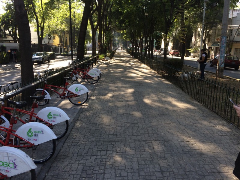 Street trees along a Mexico City boulevard offer respite from the afternoon sun.  (Photo by Sarah Kobos)